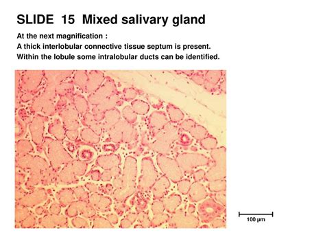 Oral Cavity 2 This Resource Is Licensed Under The Creative Commons