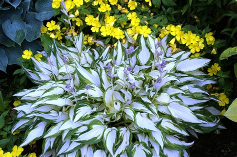 Growing White Centered Hostas Nh Hostas