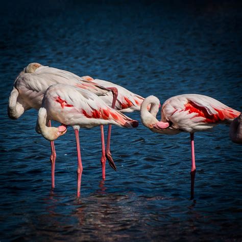 Flamingos Flamants Sony Dsc Jean Louis Mazzia Flickr