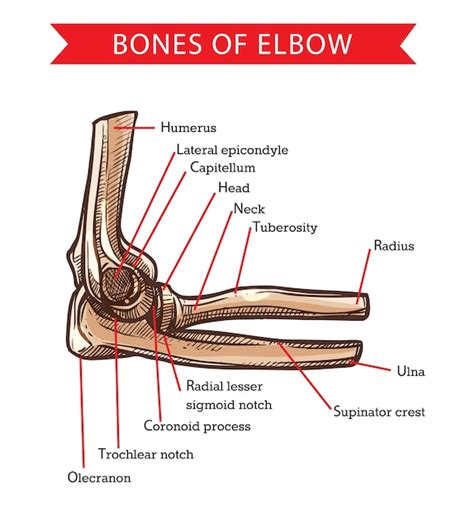 Os du coude, croquis de l'anatomie humaine. Médecine et soins de santé ...