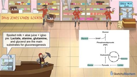 Gluconeogenesis Free Sketchy Medical Lesson