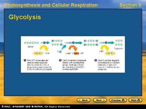 Photosynthesis And Cellular Respiration Section 3 Cellular Respiration