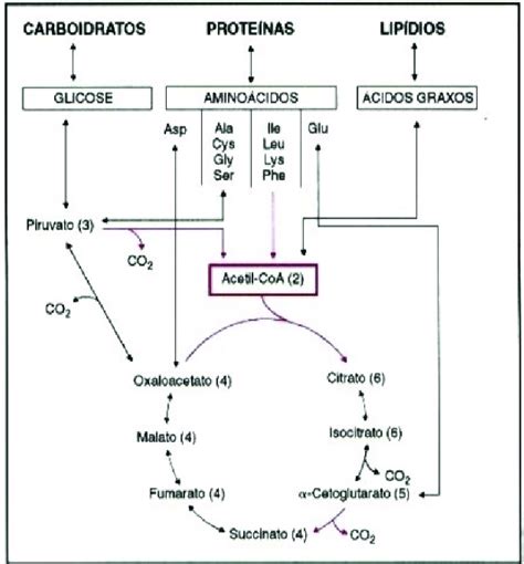 Mapa Simplificado Do Metabolismo Energ Tico De Biomol Culas Adaptado