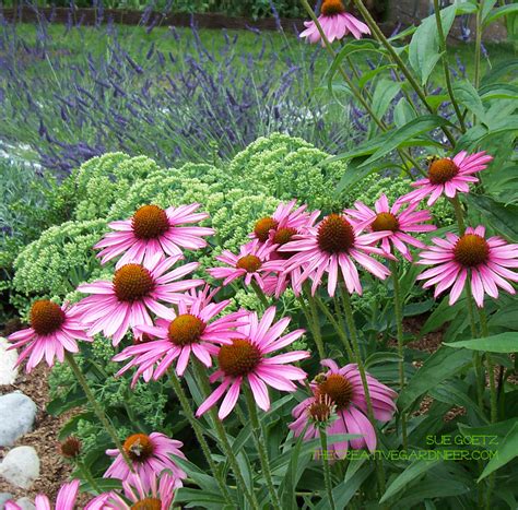 Echinacea – Creative Gardener