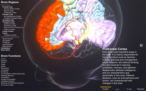 Brain Simulation Section: Homepage