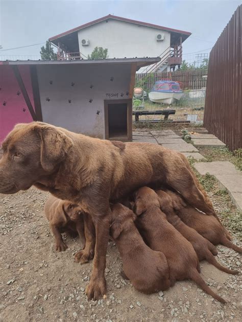 Labrador Negru Ciocolatiu Maro Bucuresti Sectorul 1 OLX Ro