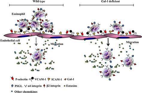 Frontiers Regulation Of Eosinophil Recruitment And Activation By