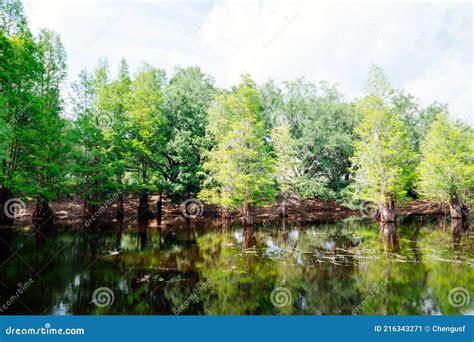 Bald Cypress Tree Grown In Water Stock Image Image Of Color Park