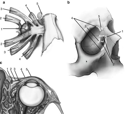 Clinical Anatomy Of The Orbit And Periorbital Area Ento Key