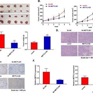 METTL3 Is Upregulated In CSCC Tissues And Cells A Expression Levels Of