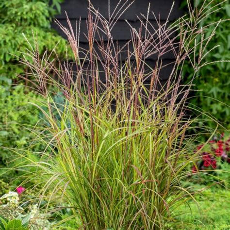 Miscanthus Sinensis Purple Fall