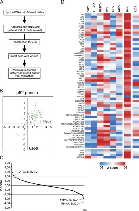 An SiRNA Screen For ATG Protein Depletion Reveals The Extent Of The