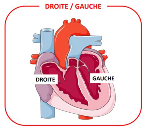 Ue Pharmacologie Insuffisance Cardiaque Cartes Quizlet