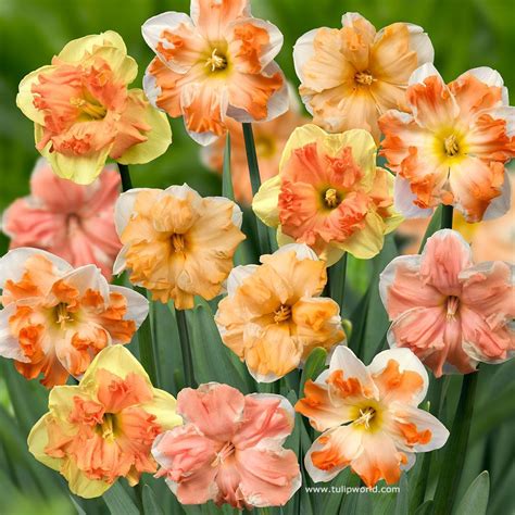 Order For Fall Planting Bulb Flowers Fall Plants Daffodil Bulbs