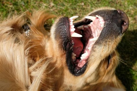 Tumors Of The Gums Epulis In Dogs Symptoms Causes Diagnosis