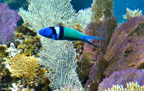 Bluehead Wrasse Oceana