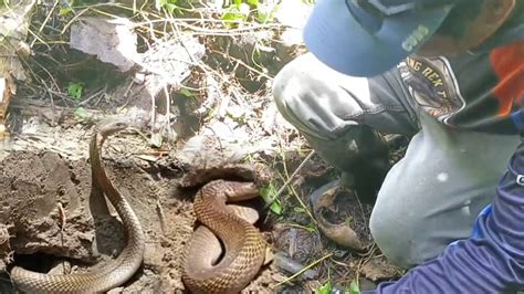 MGA COBRA SA TAMBAK NA MGA BAO SA ZARAGOZA NUEVA ECIJA Sam Tuklaw