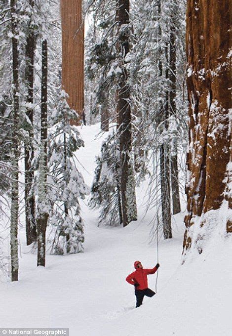 Titans Of The Trees Ancient Giants On Sierra Nevada Slopes