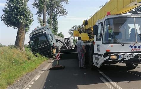 Wypadek auta ze świniami Niemal 100 świń umierało w męczarniach