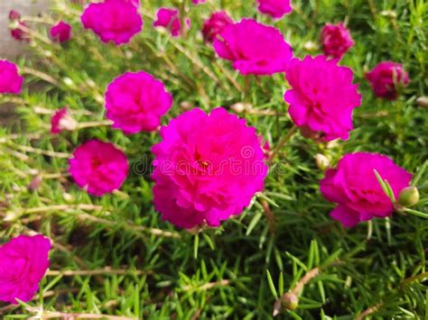 Pink Moss Rose Flower in Spring, Pink Color Flowers, Stock Photo ...