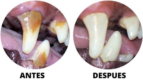 C Mo Eliminar El Sarro En Perros De Forma Eficaz