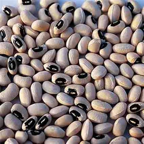 California Black Eye Cowpeas Cowpeas Or Southern Peas Rh Shumways Company