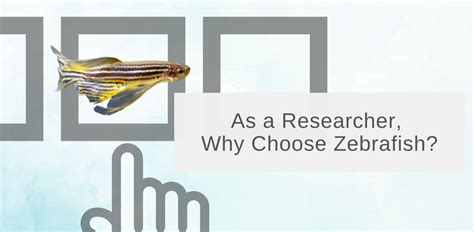 As A Researcher Why Choose Zebrafish Invivo Biosystems