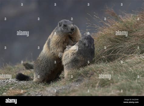 Groundhog fight, Murmeltier Kampf Stock Photo - Alamy