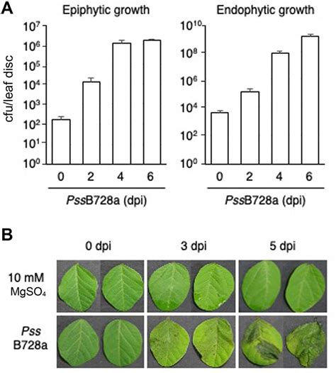 Disease Symptom Development And Bacterial Growth In Leaves Of Soybean