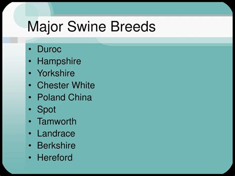 PPT - Swine Breeds PowerPoint Presentation, free download - ID:233390