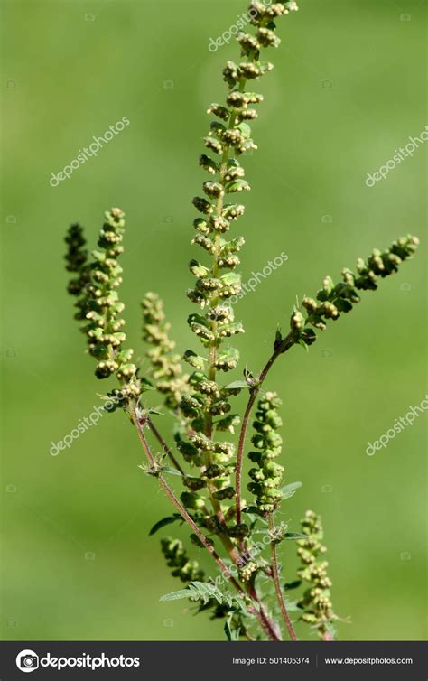 Ambrosia Artemisiifolia Ist Eine Allergieausloesende Gefaehrliche