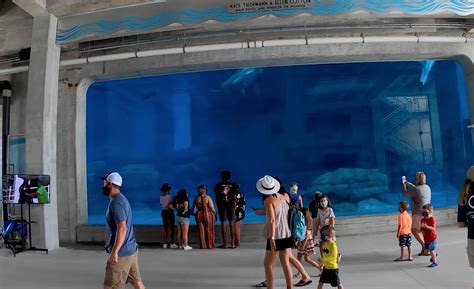 Clearwater Marine Aquarium Opens New Home For Dolphins St Pete Catalyst