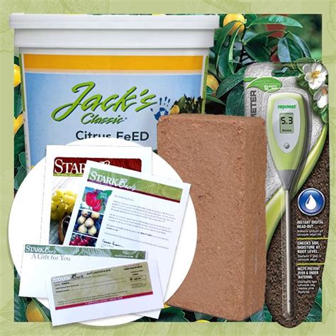 Citrus Tree Success Kit T Certificate Collection Stark Bro’s