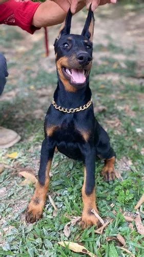 Cachorro Doberman Europeo Bogotá Animal Pets Colombia Cuotas sin interés