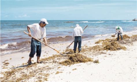 Priorizan la atención al sargazo en Tulum según el edil Marciano Dzul