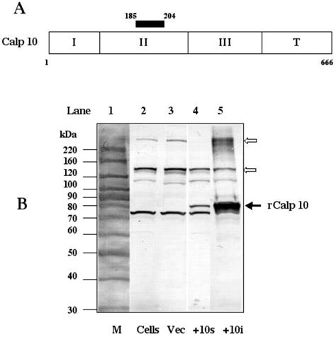 Characterization And Expression Of Calpain 10 Journal Of Biological