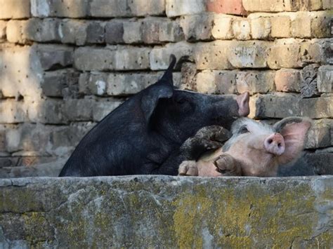 Premium Photo | Two pigs in love at a farm in the cote