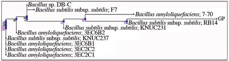 Phylogenetic Tree For Bacillus Subtilis Subsp Subtilis Download