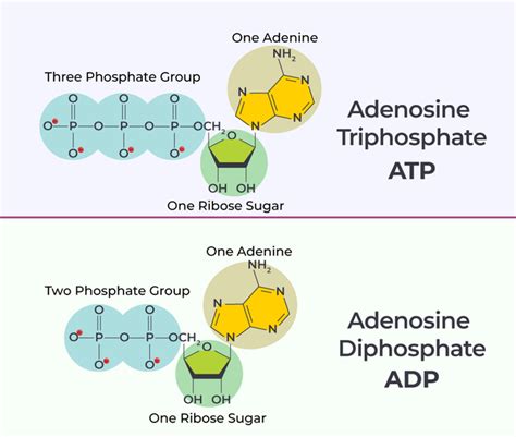 Difference between ADP and ATP