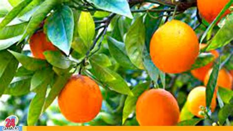 Propiedades De Las Hojas De Naranja Para Tu Salud