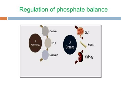 Phosphate Homeostasis Its Related Disorders PPT