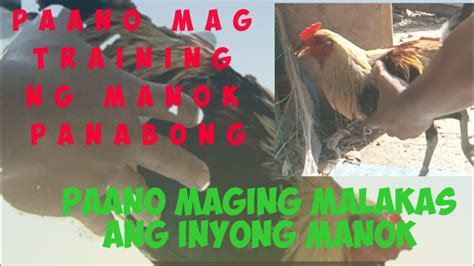 Paano Magtraining Ng Manok Panabong Youtube