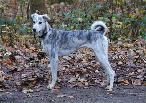 Cretan Hound Info, Temperament, Puppies, Pictures