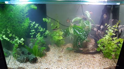 My first planted tank : r/Aquascape