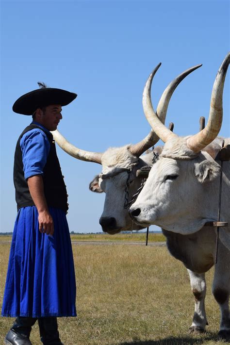 Hungarian cattle and cowboy or cossack. Travel in Hungary Heritage ...