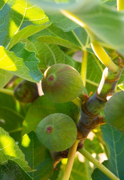 Figos Ficus Carica Na Rvore Entre As Folhas Foto Premium