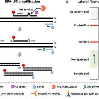 Optimization Of Rt Rpa Lfs Assay For Bydv Detection A Optimization