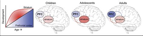 Figure From Neurobiology Of The Adolescent Brain And Behavior