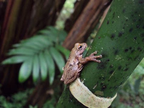 Small Eared Treefrog Project Noah