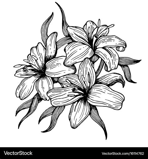 Lily flower engraving style Royalty Free Vector Image